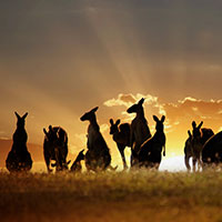 Voyageurs du Vin Coffret Australie et Nouvelle-Zélande 2017
